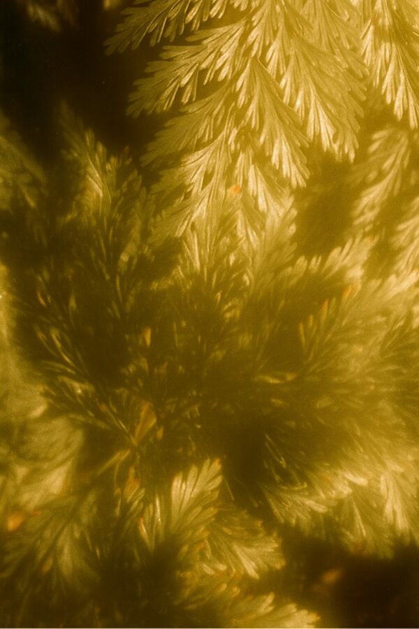 Shampoing Smoky Green Vetiver – Image 5